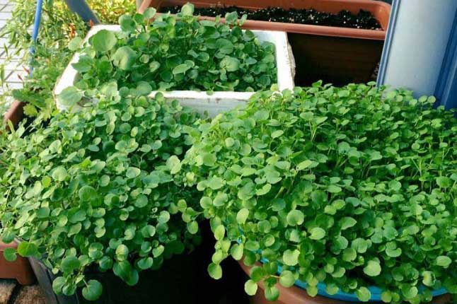 Loại rau giàu sắt gấp 4 lần rau chân vịt, giàu canxi gấp 4 lần sữa: Tưởng đắt đỏ ai ngờ lại bình dân