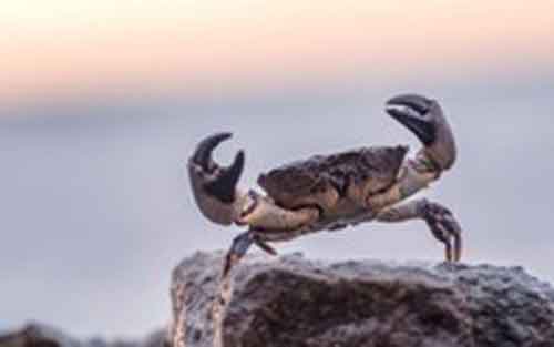 5 loài sinh vật đã tiến hóa để thành cua - Có phải mẹ thiên nhiên đã hết ý tưởng tạo hình