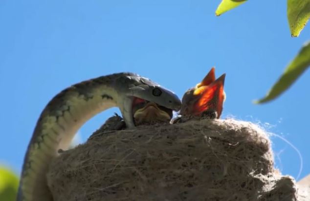 Clip: Rắn hổ mang giết sạch bầy chim non