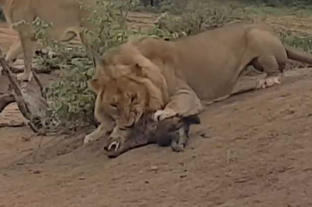 Clip: Sư tử sát hại linh cẩu con cực kỳ dã man