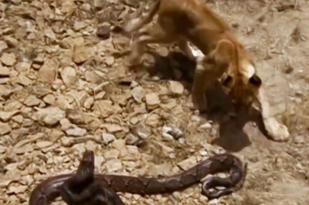 Clip: Màn so tài kịch tính giữa sư tử con với trăn