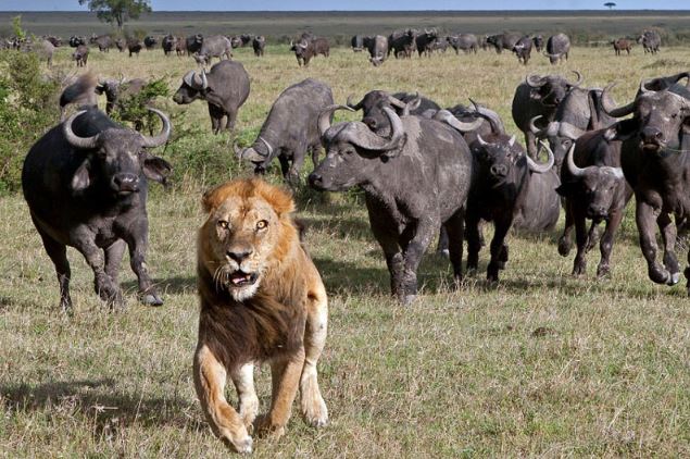 Clip: Trâu rừng hùa nhau đuổi đánh sư tử