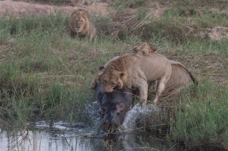 Ngay cả khi chú hà mã lao xuống nước để trốn chạy thì hai con sư tử vẫn quyết định không buông tha cho đối thủ.