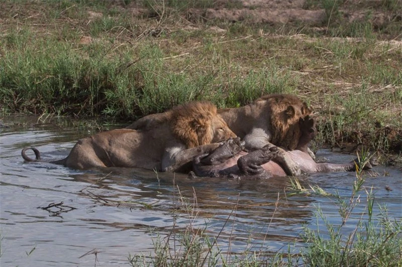 Sau hơn 3 giờ đồng hồ đại chiến, cuối cùng, hai con sư tử cũng “hạ sát” được con mồi “cứng đầu”.