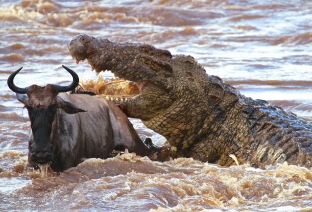 Clip: Bầy cá sấu “tàn sát” linh dương đầu bò