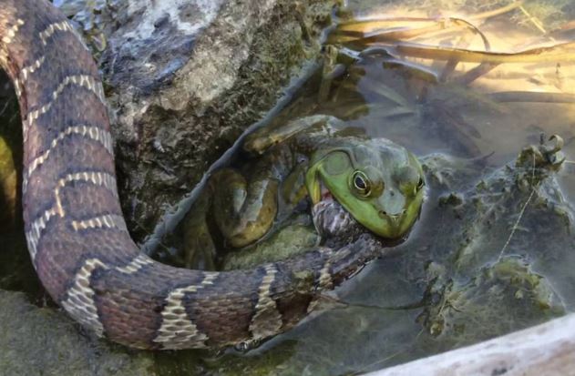 Clip: Ếch quyết tâm “ngọc đá cùng tan” với rắn độc