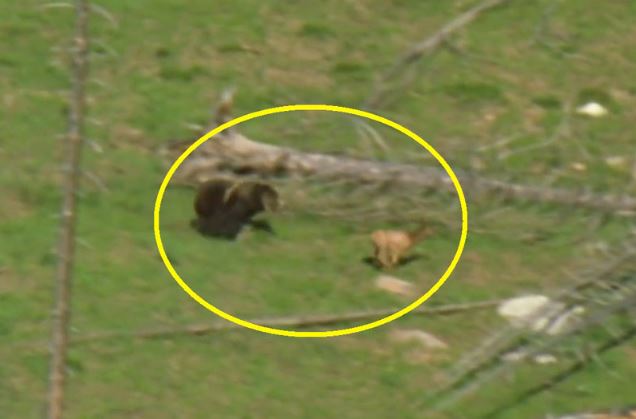 Clip: Gấu xám Bắc Mỹ trổ tài săn nai sừng xám