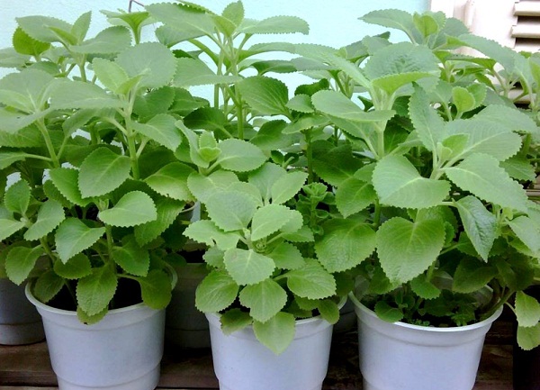 Cây húng chanh vừa ăn, làm thuốc lại khiến muỗi tránh xa nhà bạn