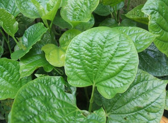 Đừng phí tiền mua thuốc tây khi bị bệnh này hãy dùng ngay nắm lá lốt là khỏi