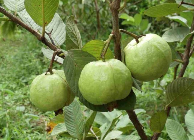 6 tác dụng của quả ổi: Giảm cân, tăng miễn dịch, cái số 3 mới là quý nhất