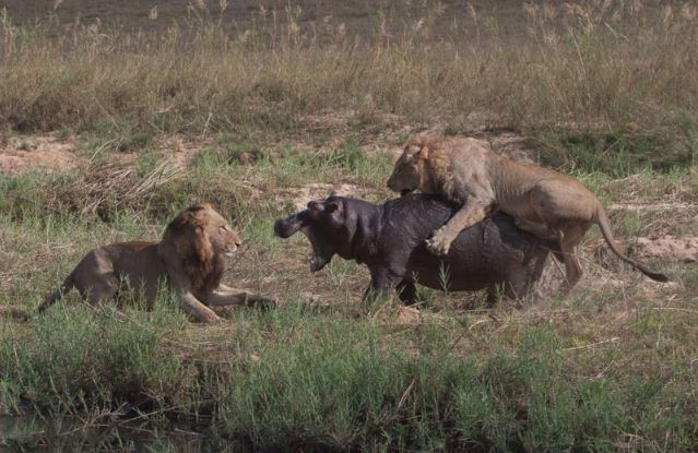 Hai con sư tử “truy cùng diệt tận” chú hà mã