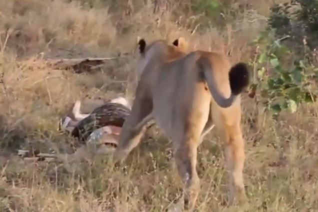 Clip: Sư tử cái giành mồi với trăn khổng lồ