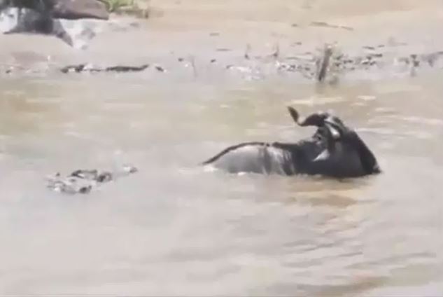 Clip: Linh dương đầu bò chết thảm trước hàm cá sấu