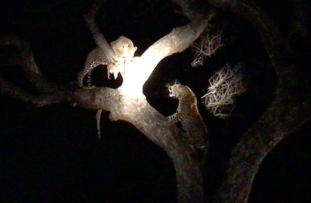 Clip: Linh cẩu “đắc lợi” từ cuộc ác chiến của hai chú báo