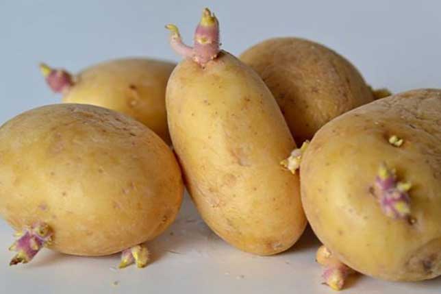 Điều đại kị khi ăn khoai tây, ai cũng cần biết để tránh kẻo hối hận cũng muộn