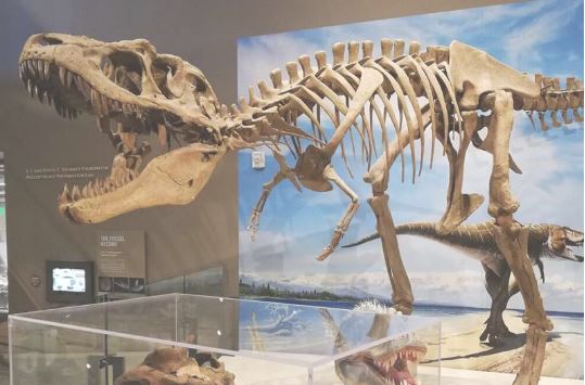 Răng khủng long tiết lộ chế độ ăn