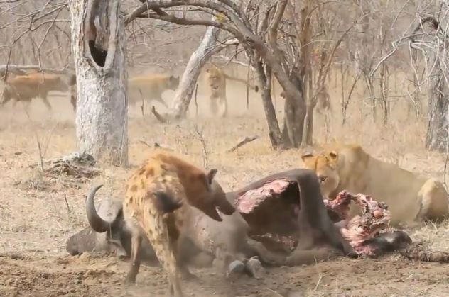 Clip: Sư tử bị bầy linh cẩu “tẩn nhừ xương”
