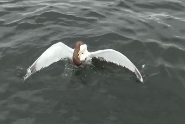 Clip: Màn “thủy chiến” ác liệt giữa chồn sương và mòng biển