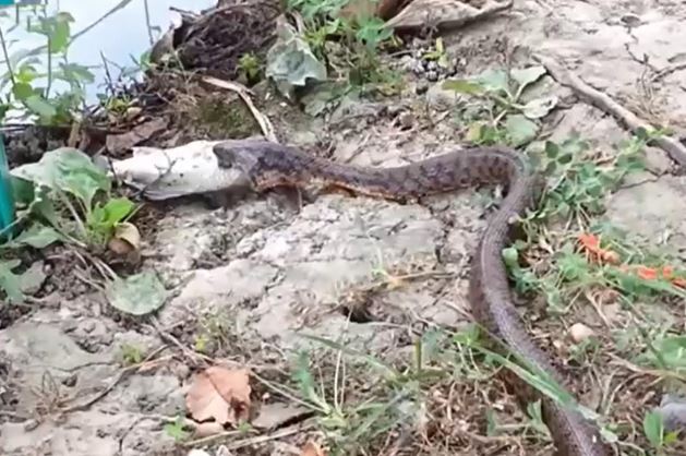 Clip: Bắt được cá, rắn vẫn ngậm ngùi nhịn đói