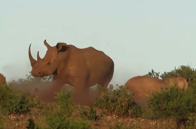 Clip: Sư tử “đơn thương độc mã” săn tê giác