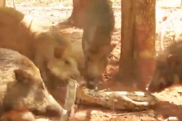 Clip: Trăn bị bầy heo rừng cho "no đòn”