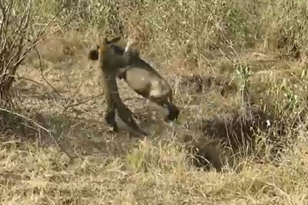 Clip: Báo hoa mai chặn đường giết linh dương đầu bò