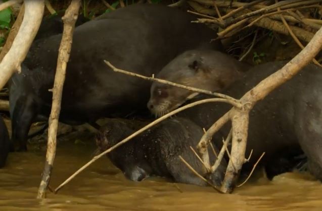 Clip: Cá sấu ăn no đòn vì bị rái cá khổng lồ “đánh hội đồng”
