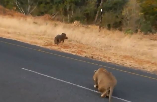 Clip: Lợn rừng chết thảm trước sư tử vì không tin bạn