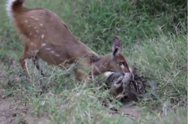 Clip: Con bị bắt, nai mẹ dũng cảm liều mạng với trăn khổng lồ