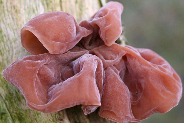 3 loại rau được mệnh danh là sát thủ "cực độc" chế biến sai rước họa vào thân: Số 1 nhiều người thích ăn