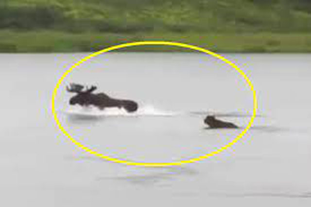 Clip: Gấu xám Bắc Mỹ truy sát nai sừng tấm dưới nước