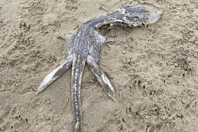 Sốc khi bắt gặp sinh vật kỳ dị giống 'quái vật hồ Loch Ness'