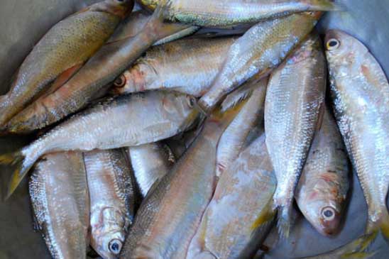 Người thông minh ra chợ thấy 5 loại cá này thì mua ngay: Cá thuần tự nhiên lại bổ dưỡng