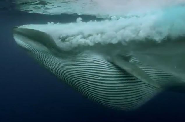 Clip: Cá voi khổng lồ nuốt gọn “đại tiệc” của 5 loài động vật