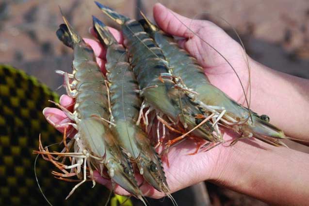 Tiểu thương hải sản bật mí cách chọn tôm ngon: cứ nhằm 6 điểm này, 10 con tươi cả 10, ai cũng muốn biết