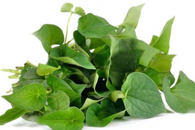 5 công thức đánh bay sạm đen, giúp da trắng hồng mịn màng với diếp cá có thể bạn chưa biết