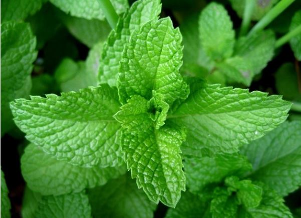 Xay nhuyễn lá này uống nước da trắng hồng không tỳ vết