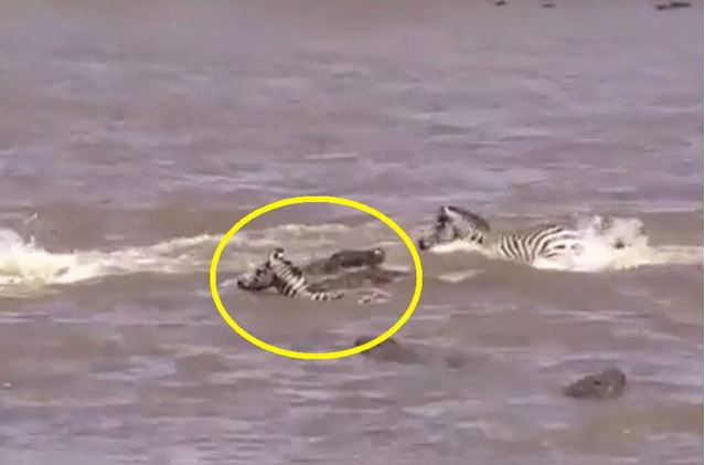Clip: Vượt sông, ngựa vằn chết thảm trước hàm cá sấu