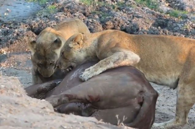 Clip: Trâu rừng chết thảm trước hai con sư tử