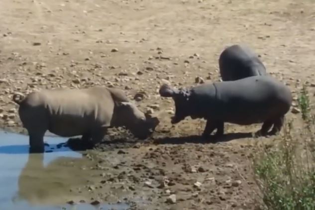 Clip: Màn ác chiến kinh hoàng giữa hà mã và tê giác