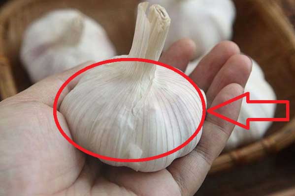 Tỏi bán đầy chợ nhưng thấy 4 củ này, có cho không cũng đừng lấy