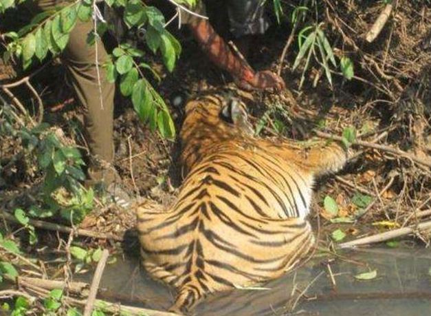 Rắn độc cắn chết hổ mẹ sắp tới ngày sinh nở