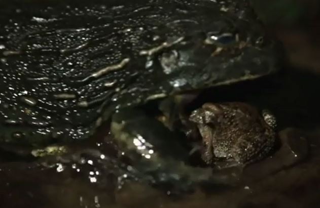 Clip: Xót xa cho chú cóc siêu đen đủi