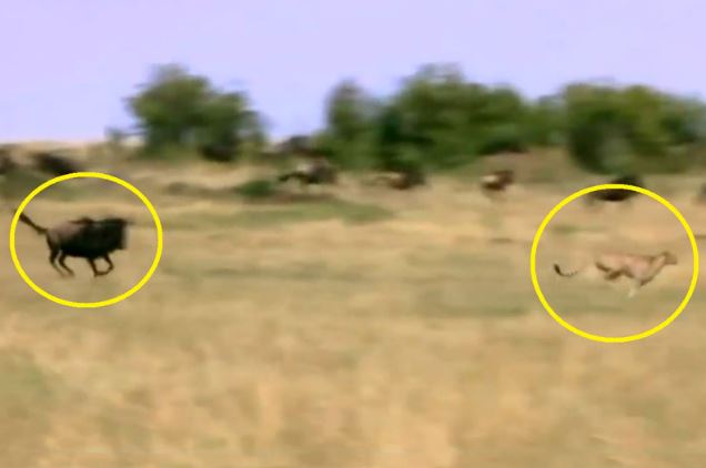 Clip: Linh dương đầu bò tấn công báo săn, cứu con thoát chết ngoạn mục