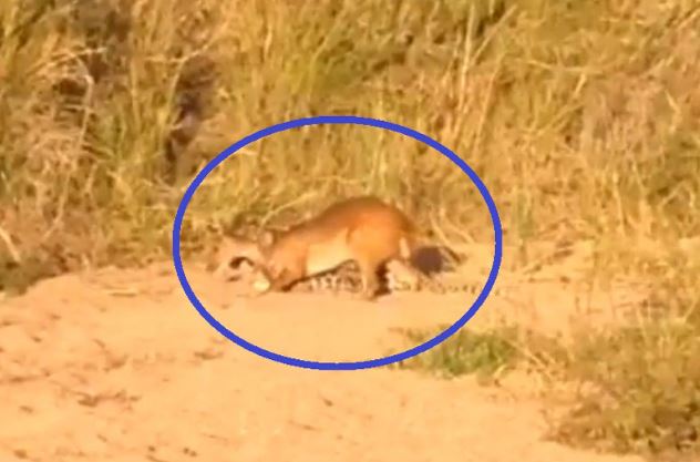 Clip: Ẩn nấp tài tình, báo hoa mai dễ dàng tóm gọn nai đực