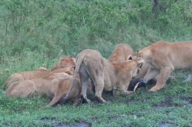 Clip: Bầy sư tử “ăn tươi nuốt sống” lợn rừng
