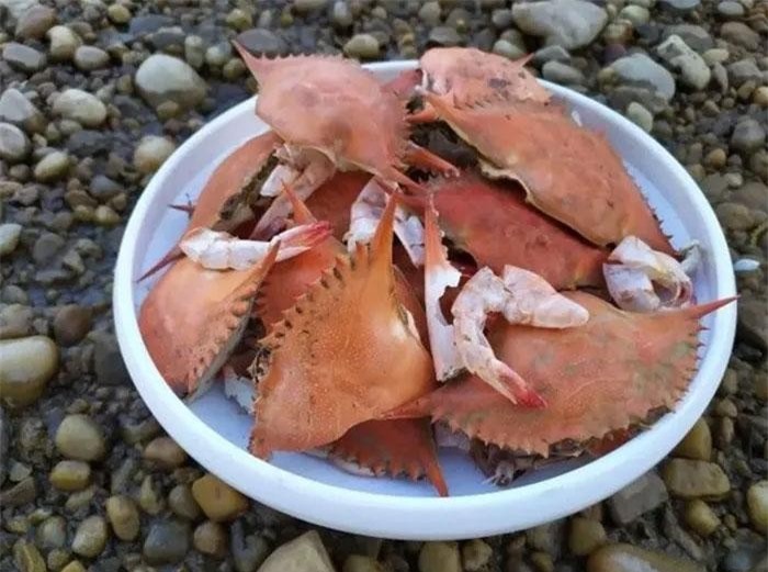 Pin làm từ vỏ cua có thể tái chế... 1000 lần ảnh 1