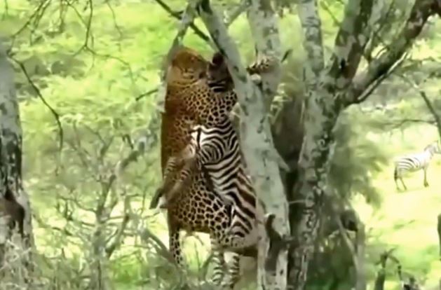 Clip: Báo hoa mai giết ngựa vằn, đưa xác lên cây để ăn thịt