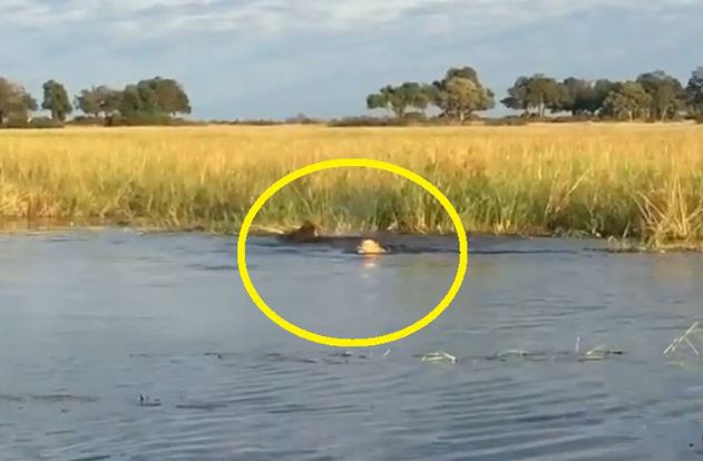 Clip: Màn thuỷ chiến ác liệt giữa cá sấu với 2 con sư tử