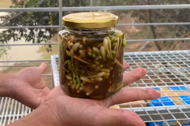 Hoa đu đủ đực ngâm cùng thứ này 'quý như vàng': Lợi ích tuyệt vời nhà nào cũng cần